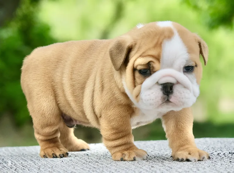 Bentley – English Bulldog puppy for sale in Capon Bridge, WV