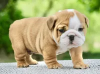Bentley, a male English Bulldog for sale in Capon Bridge, WV – 1 of 7