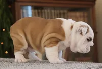 Thor , a male English Bulldog for sale in Capon Bridge, WV – Photo 4 of 7