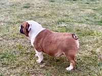 Thor , a male English Bulldog for sale in Capon Bridge, WV – Photo 6 of 7