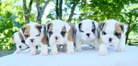 Charlie, a male English Bulldog for sale in Capon Bridge, WV – 7 of 10