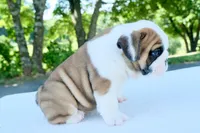 Charlie, a male English Bulldog for sale in Capon Bridge, WV – 3 of 10
