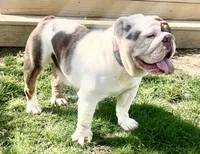 Hazel, a female English Bulldog for sale in Capon Bridge, WV – 6 of 6
