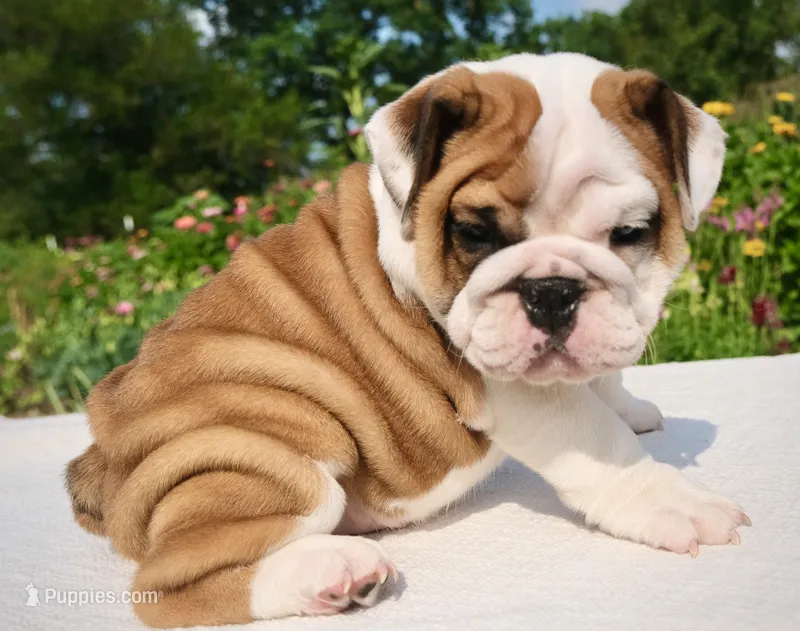 Ivy – English Bulldog puppy for sale in Capon Bridge, WV