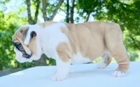 Tucker, a male English Bulldog for sale in Capon Bridge, WV – 4 of 6