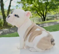 Hazel, a female English Bulldog for sale in Capon Bridge, WV – 4 of 6