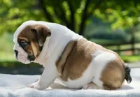 George, a male English Bulldog for sale in Capon Bridge, WV – 4 of 7