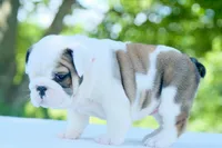 Lily, a female English Bulldog for sale in Capon Bridge, WV – 2 of 6