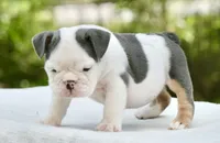 Lily, a female English Bulldog for sale in Capon Bridge, WV – 1 of 7