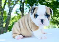 Tucker, a male English Bulldog for sale in Capon Bridge, WV – 2 of 6