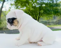 Mia, a female English Bulldog for sale in Capon Bridge, WV – 3 of 6
