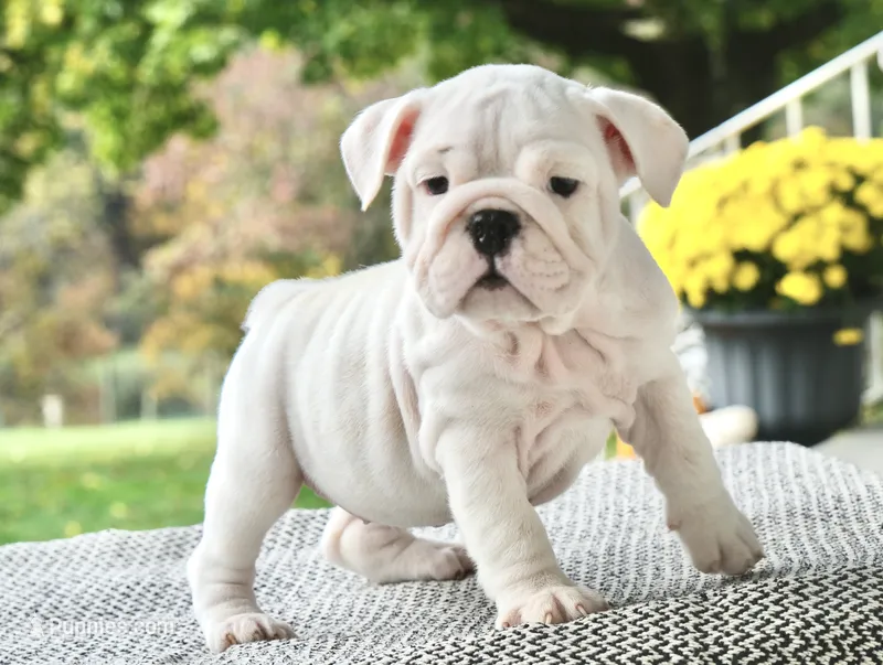 Harper – English Bulldog puppy for sale in Capon Bridge, WV