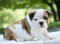 George, a male English Bulldog for sale in Capon Bridge, WV – 1 of 7