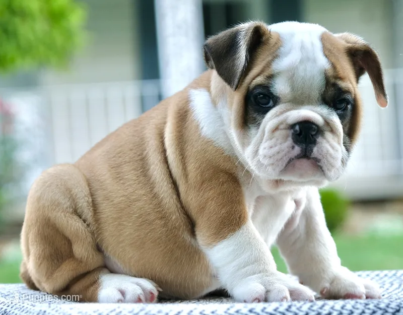 Tucker – English Bulldog puppy for sale in Capon Bridge, WV