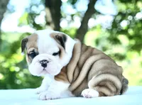 Ivy, a female English Bulldog for sale in Capon Bridge, WV – 4 of 6