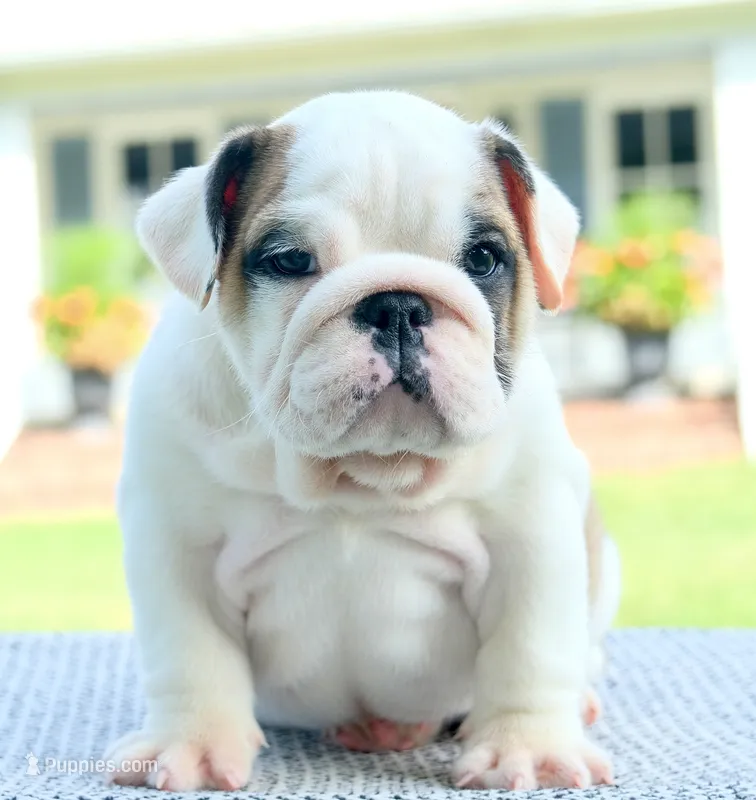 Lily – English Bulldog puppy for sale in Capon Bridge, WV