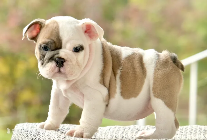 Hazel – English Bulldog puppy for sale in Capon Bridge, WV