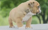 Mack, a male English Bulldog for sale in Capon Bridge, WV – 3 of 5