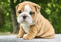 Lainey, a female English Bulldog for sale in Capon Bridge, WV – 3 of 5