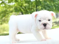 Harper, a female English Bulldog for sale in Capon Bridge, WV – 1 of 6