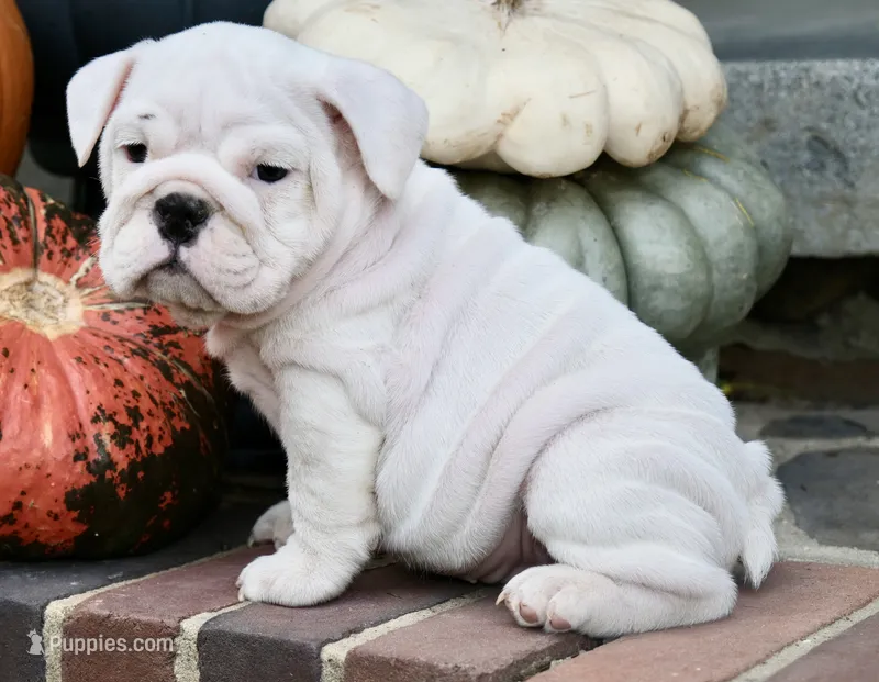 Harper – English Bulldog puppy for sale in Capon Bridge, WV