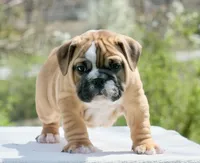 Gucci , a male English Bulldog for sale in Capon Bridge, WV – 3 of 7