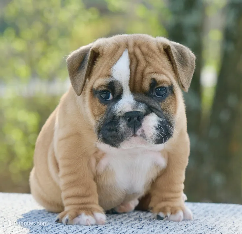 Gucci  – English Bulldog puppy for sale in Capon Bridge, WV
