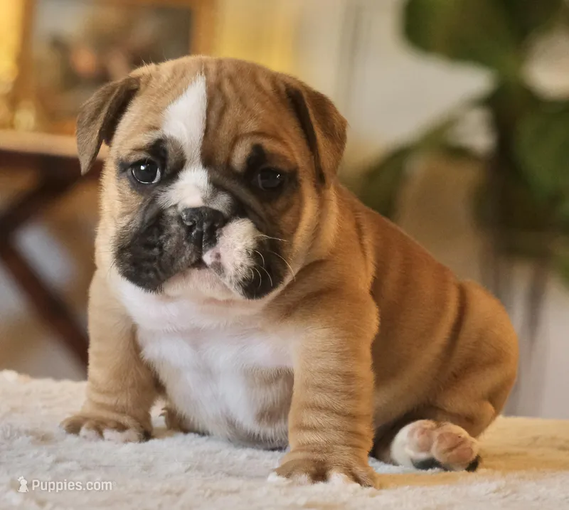 Gucci  – English Bulldog puppy for sale in Capon Bridge, WV