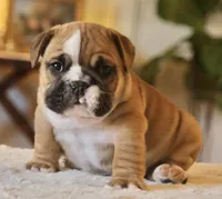 Gucci , a male English Bulldog for sale in Capon Bridge, WV – Photo 1 of 10