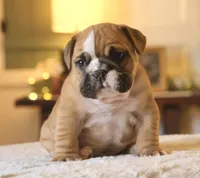 Gucci , a male English Bulldog for sale in Capon Bridge, WV – Photo 6 of 10