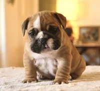 Gucci , a male English Bulldog for sale in Capon Bridge, WV – Photo 10 of 10