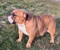 Gucci , a male English Bulldog for sale in Capon Bridge, WV – 7 of 7
