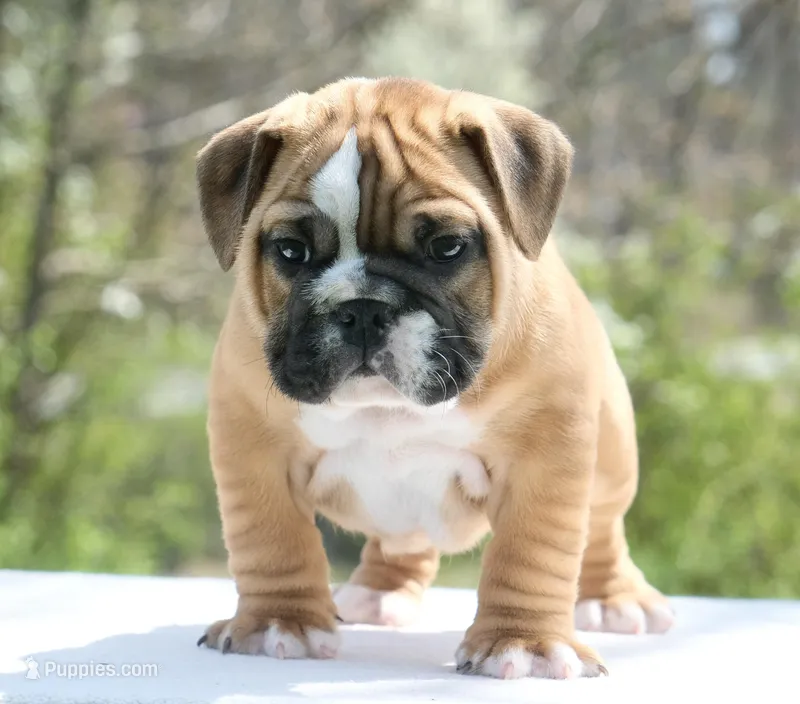 Gucci  – English Bulldog puppy for sale in Capon Bridge, WV