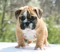 Gucci , a male English Bulldog for sale in Capon Bridge, WV – 1 of 7