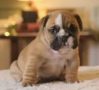 Gucci , a male English Bulldog for sale in Capon Bridge, WV – Photo 3 of 10