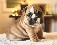 Gucci , a male English Bulldog for sale in Capon Bridge, WV – Photo 7 of 10