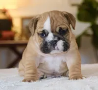 Gucci , a male English Bulldog for sale in Capon Bridge, WV – Photo 2 of 10