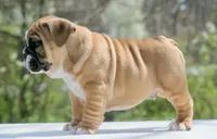 Gucci , a male English Bulldog for sale in Capon Bridge, WV – 2 of 7