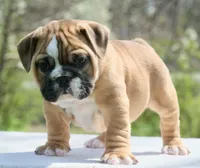 Gucci , a male English Bulldog for sale in Capon Bridge, WV – 5 of 7