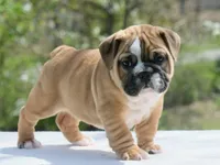 Gucci , a male English Bulldog for sale in Capon Bridge, WV – 4 of 7