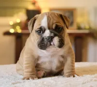 Gucci , a male English Bulldog for sale in Capon Bridge, WV – Photo 5 of 10