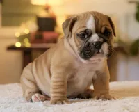 Gucci , a male English Bulldog for sale in Capon Bridge, WV – Photo 9 of 10