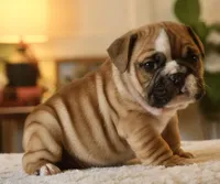 Gucci , a male English Bulldog for sale in Capon Bridge, WV – Photo 4 of 10