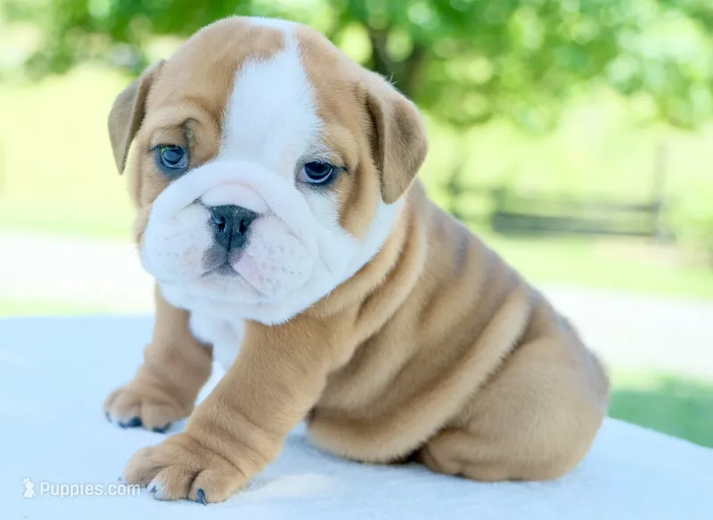 Bentley – English Bulldog puppy for sale in Capon Bridge, WV