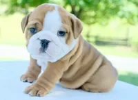 Bentley, a male English Bulldog for sale in Capon Bridge, WV – 1 of 7