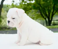 Harper, a female English Bulldog for sale in Capon Bridge, WV – 2 of 6