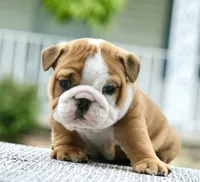 Bentley, a male English Bulldog for sale in Capon Bridge, WV – 4 of 7