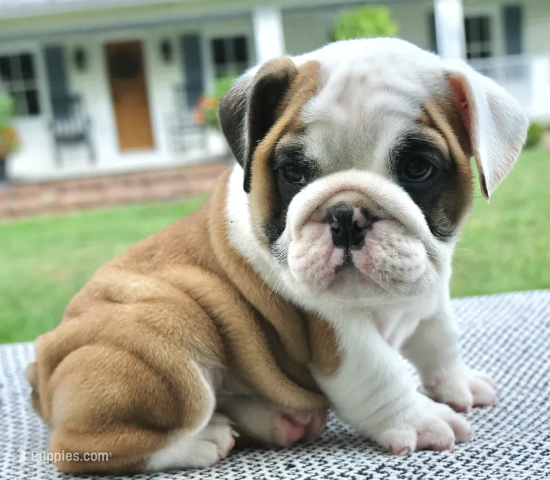 Charlie – English Bulldog puppy for sale in Capon Bridge, WV