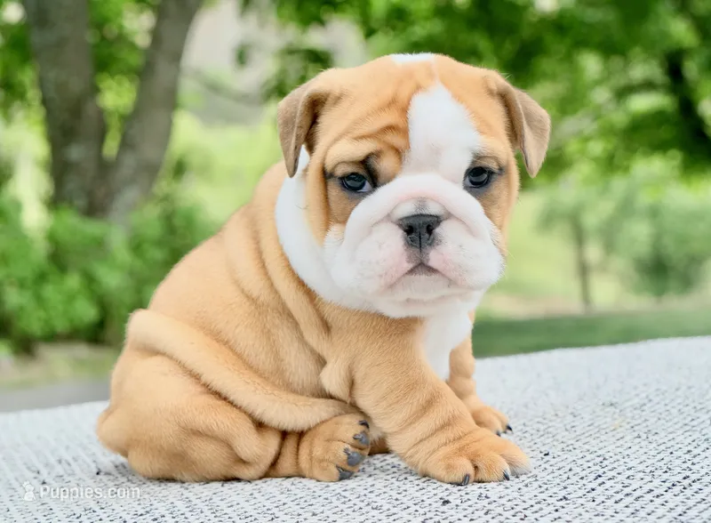 Lainey – English Bulldog puppy for sale in Capon Bridge, WV