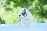 Lily, a female English Bulldog for sale in Capon Bridge, WV – 6 of 6